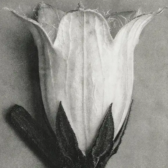 Ephra mental health platform